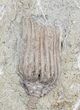 Dizygocrinus Crinoid - Warsaw Formation, Illinois #56747-2